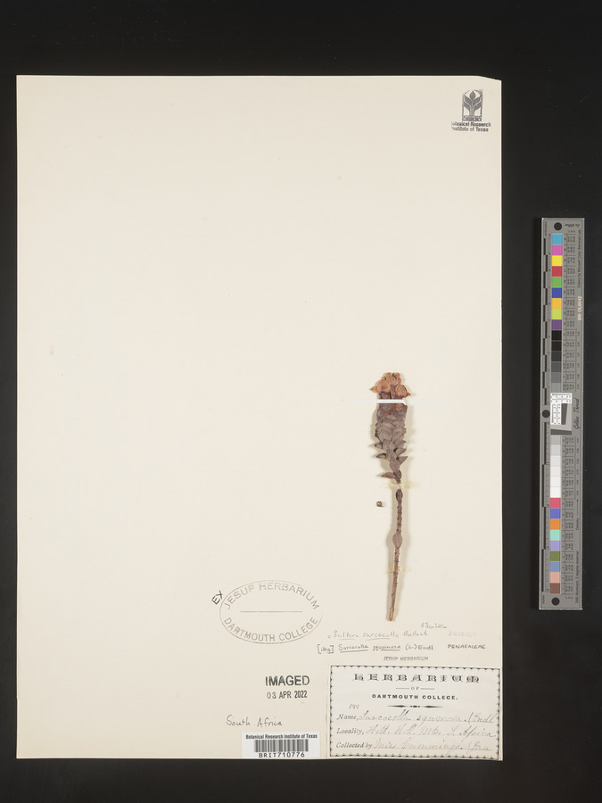 Saltera sarcocolla image