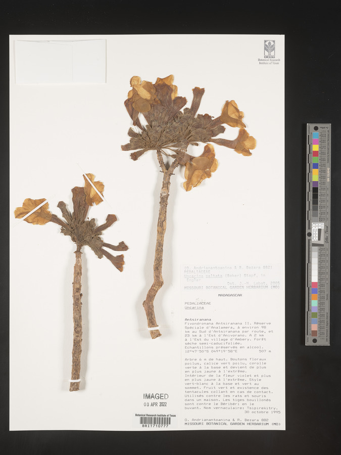 Uncarina peltata image