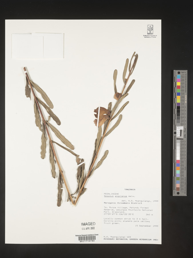 Sesamum angolense image