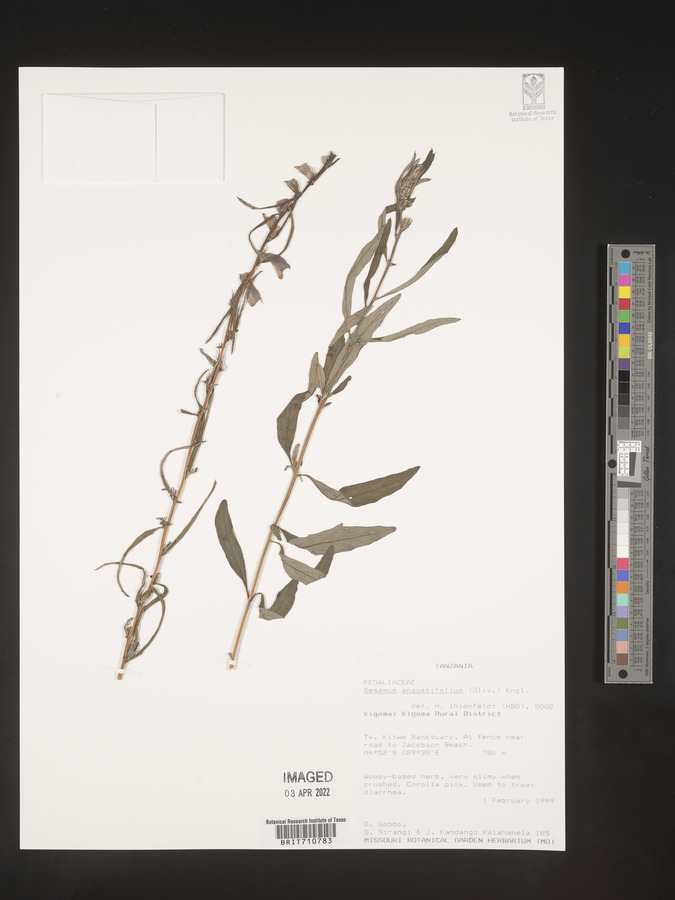 Sesamum angustifolium image