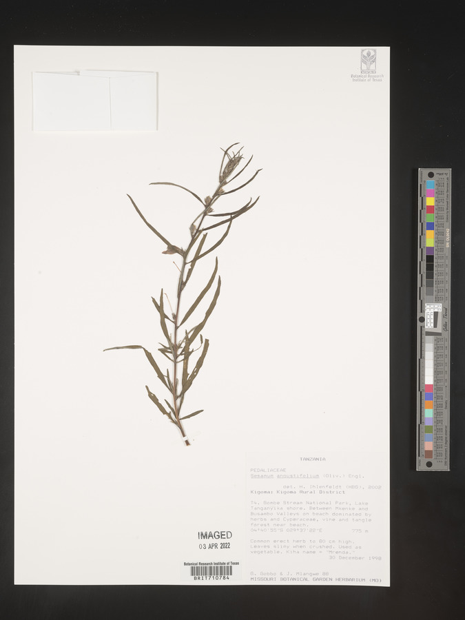 Sesamum angustifolium image