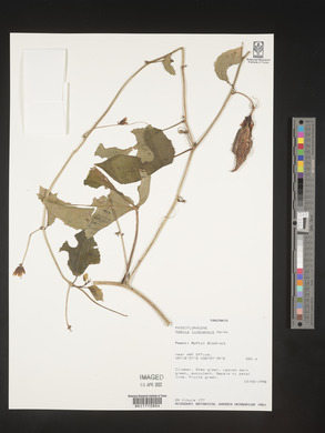 Image of Adenia lindiensis