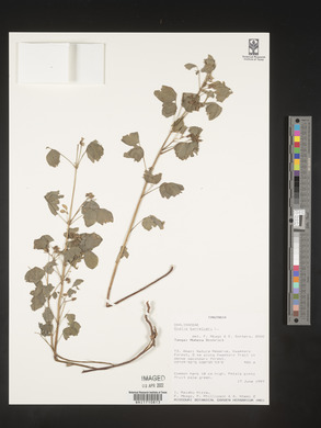 Oxalis barrelieri image