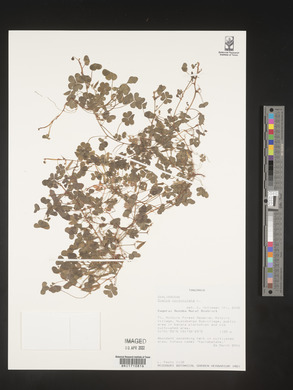 Oxalis corniculata image