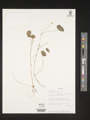 Oxalis corniculata image