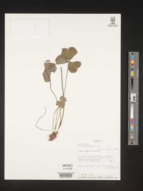 Oxalis latifolia image