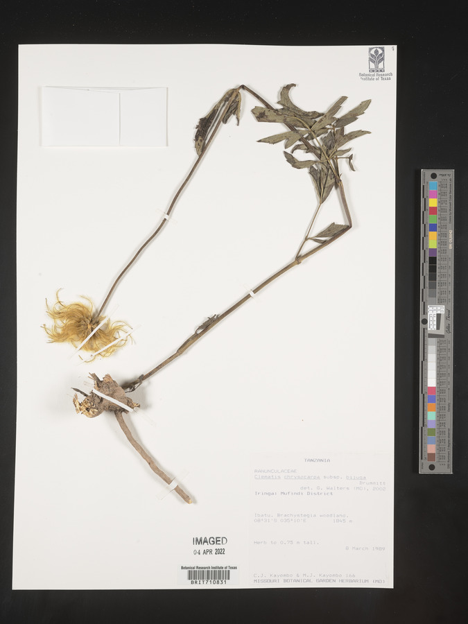 Clematis chrysocarpa subsp. bijuga image