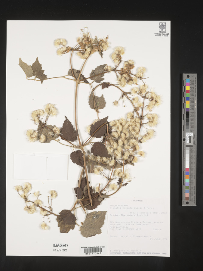 Clematis hirsuta image