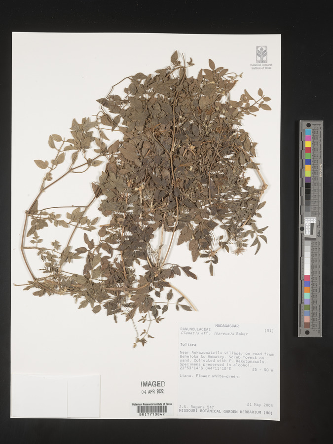 Clematis ibarensis image