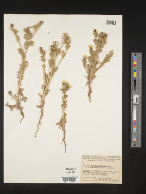 Adonis aestivalis image