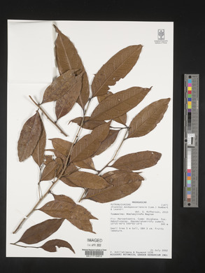 Drypetes madagascariensis image