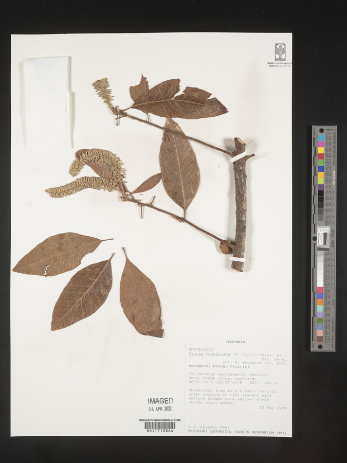 Faurea rochetiana image