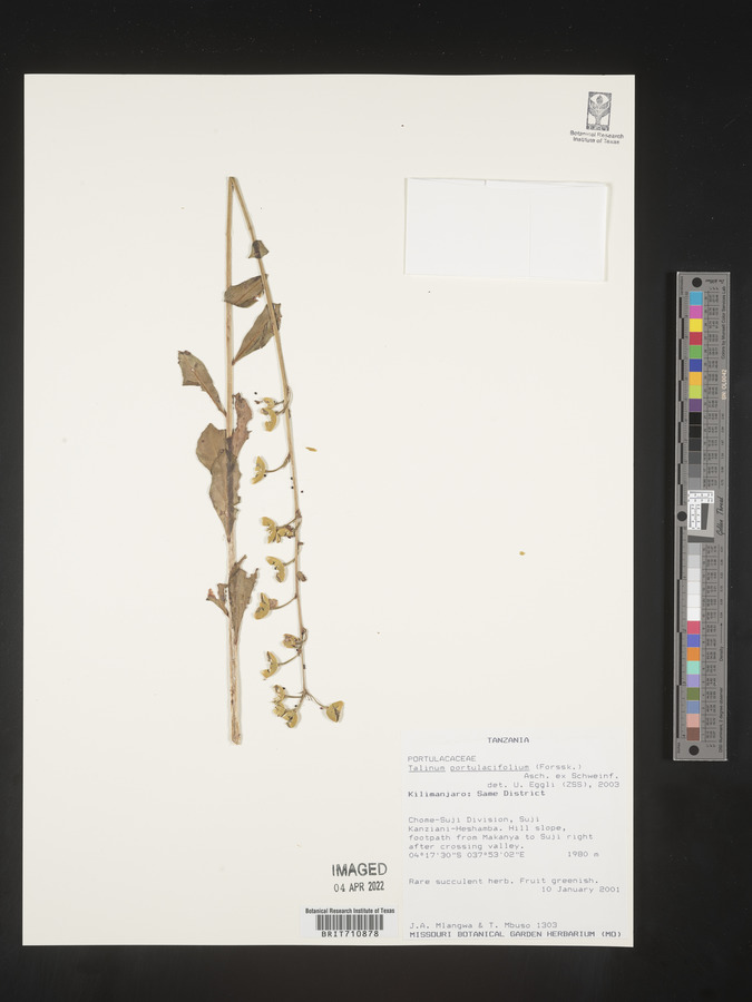 Talinum portulacifolium image