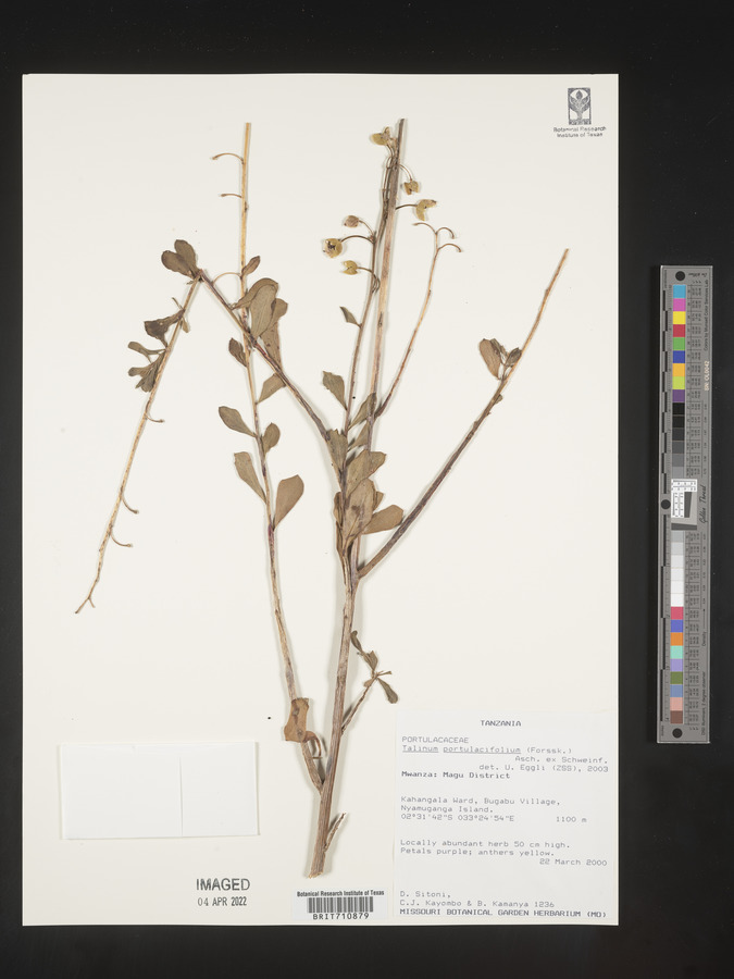 Talinum portulacifolium image