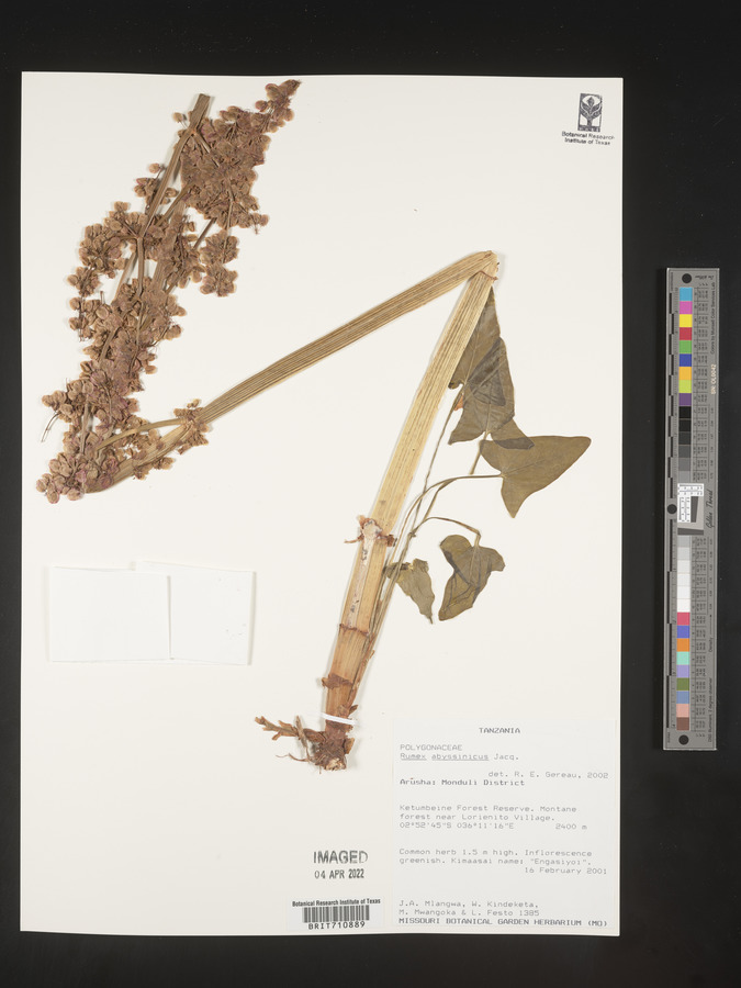Rumex abyssinicus image