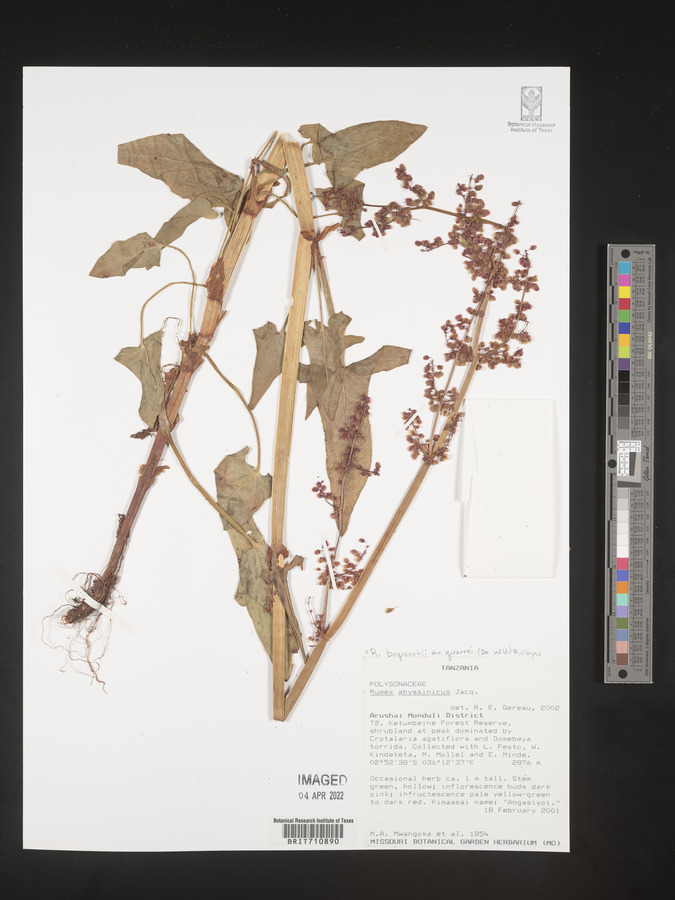 Rumex abyssinicus image