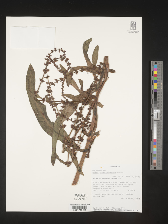 Rumex ruwenzoriensis image