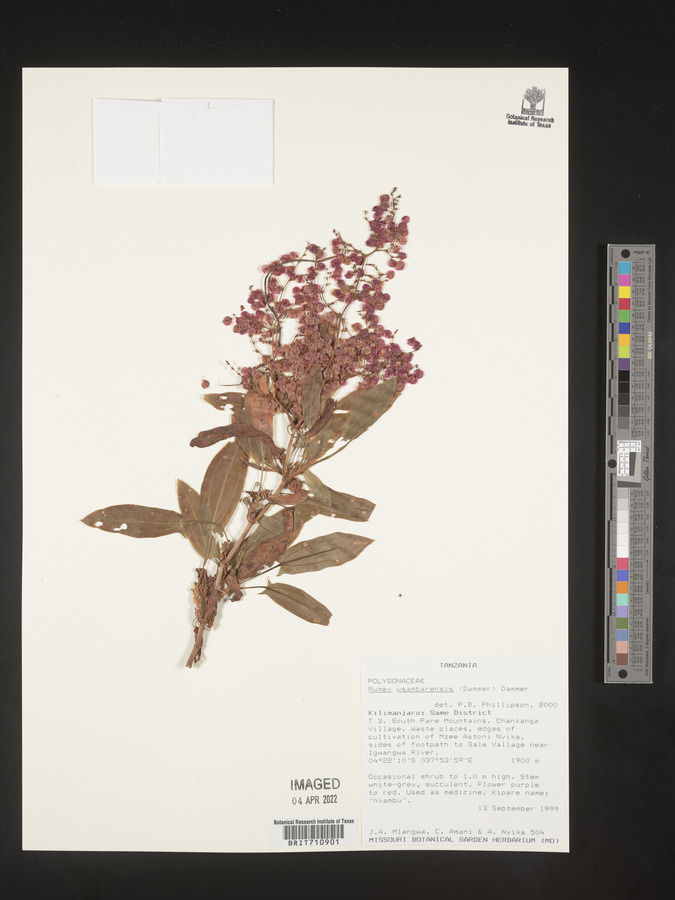 Rumex usambarensis image