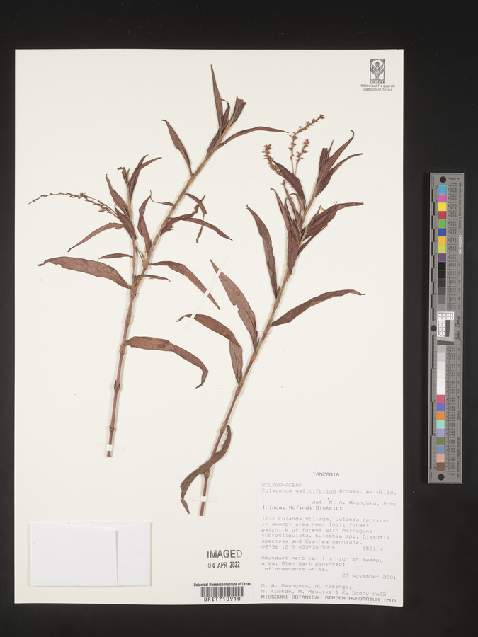 Polygonum salicifolium image