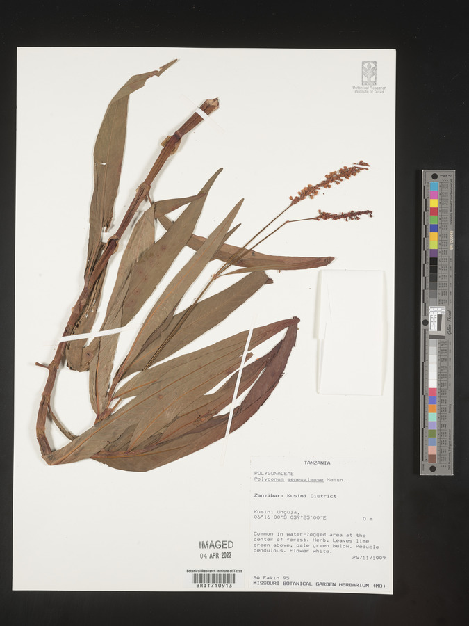 Persicaria senegalensis image