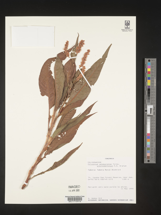 Persicaria senegalensis f. albotomentosa image