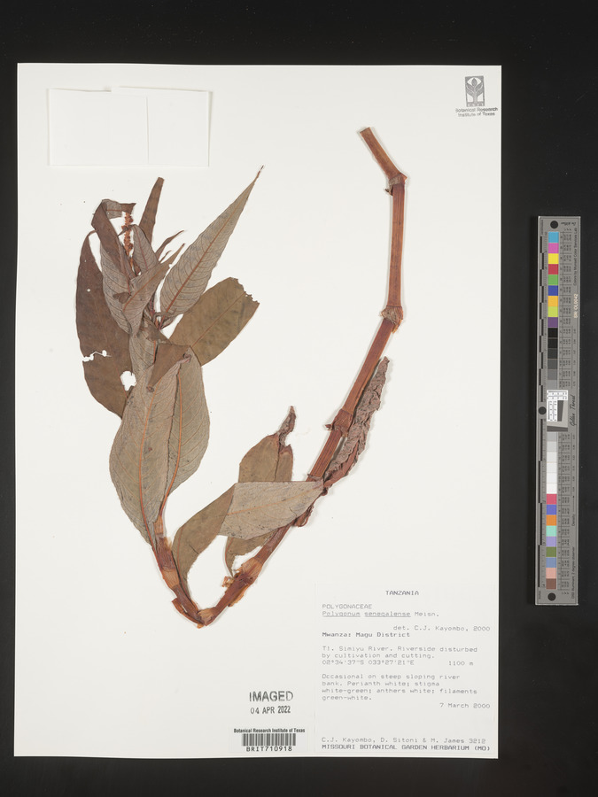 Persicaria senegalensis image
