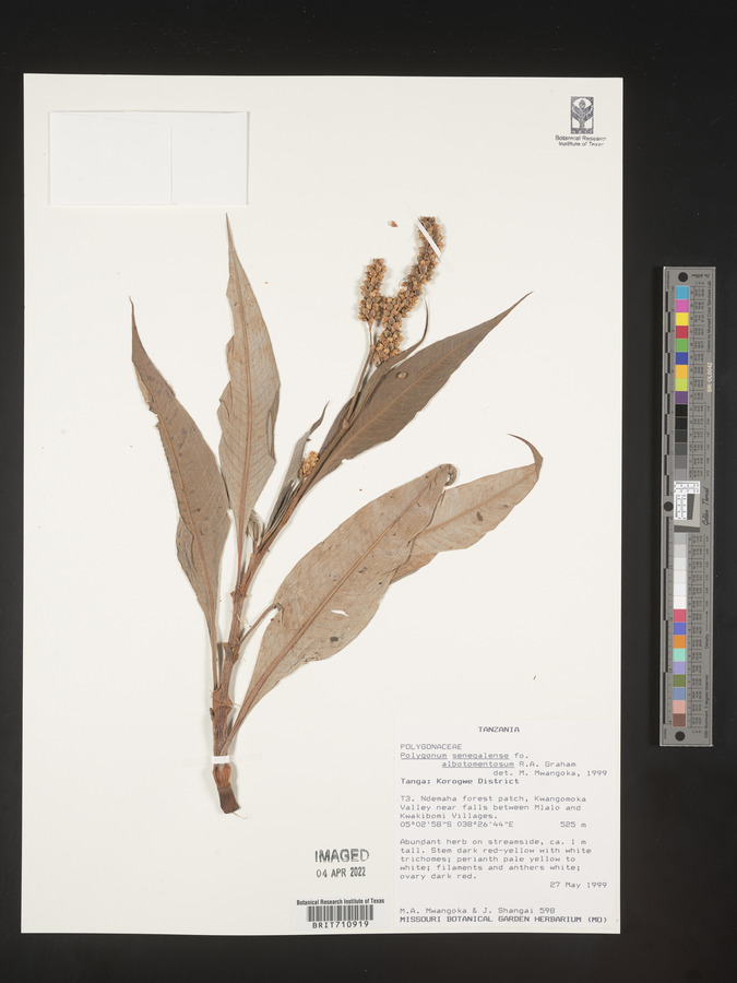 Persicaria senegalensis f. albotomentosa image