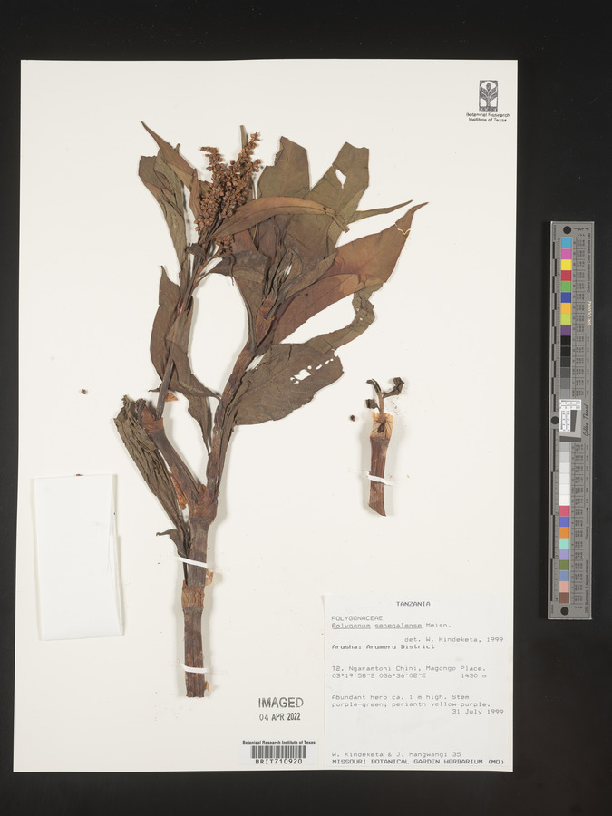 Persicaria senegalensis image