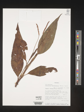 Persicaria senegalensis image