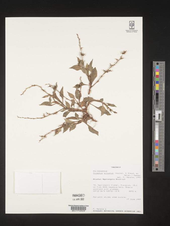 Oxygonum sinuatum image