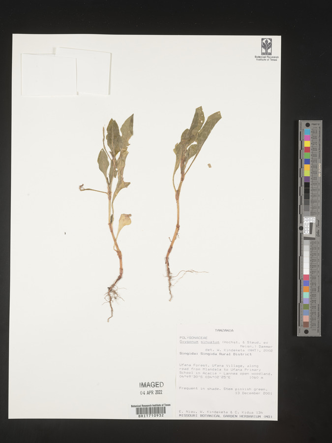 Oxygonum sinuatum image