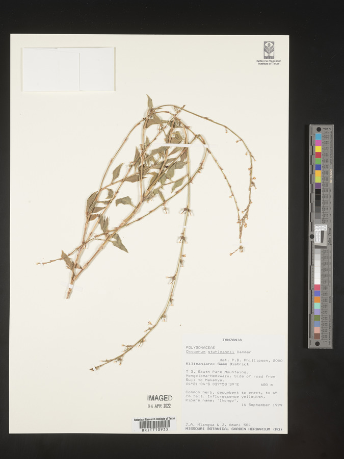 Oxygonum stuhlmannii image