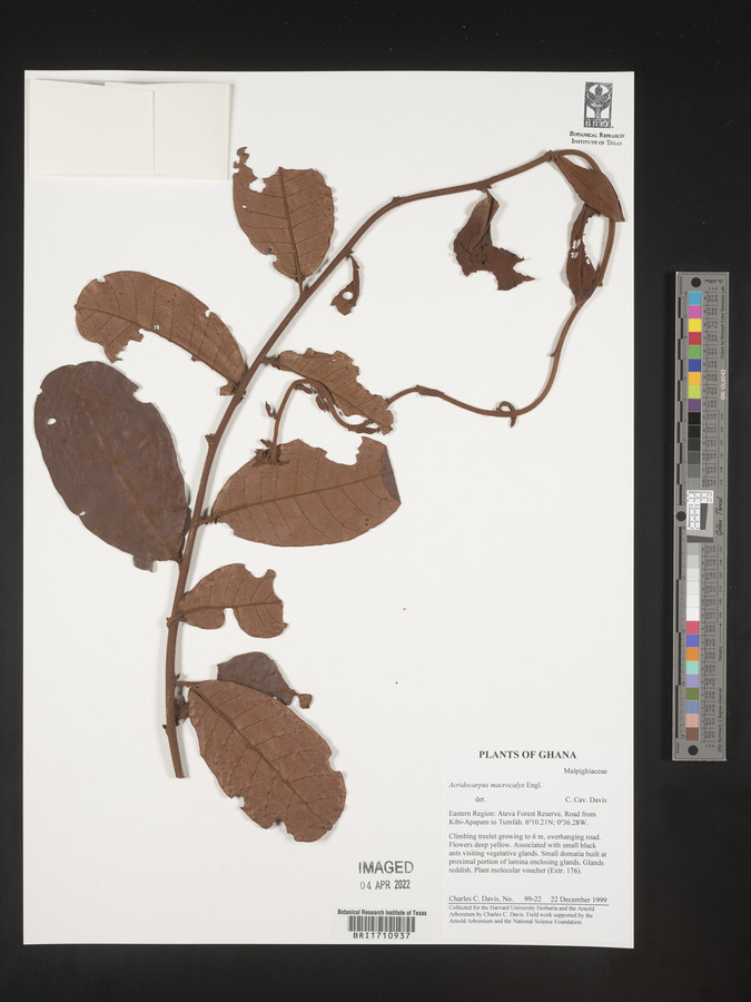 Acridocarpus macrocalyx image