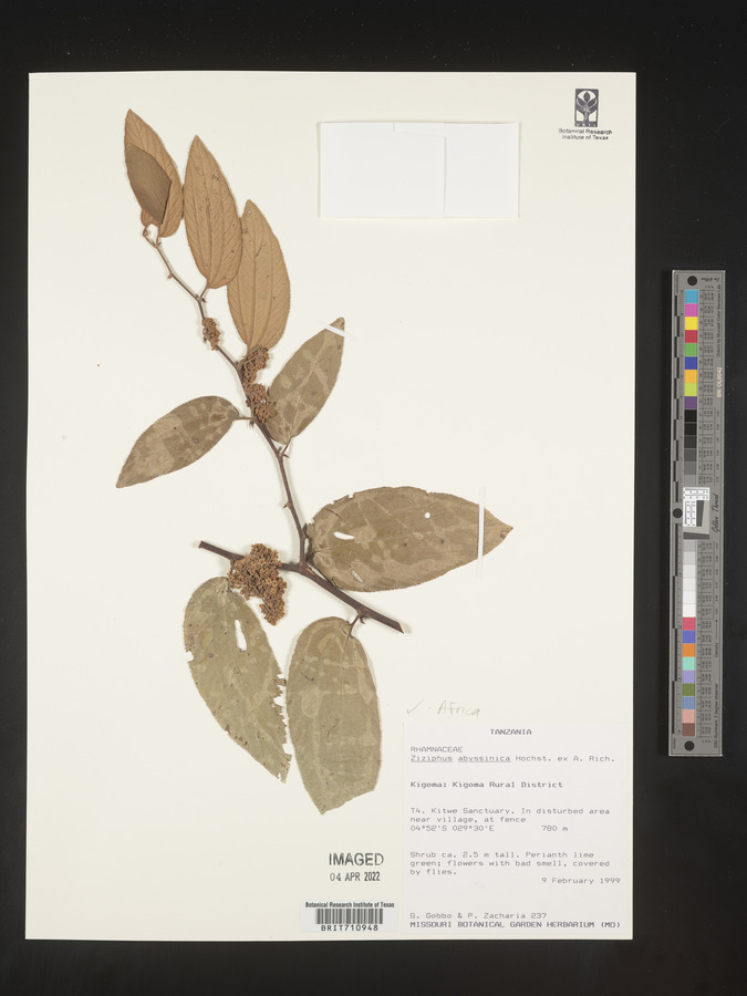 Ziziphus abyssinica image