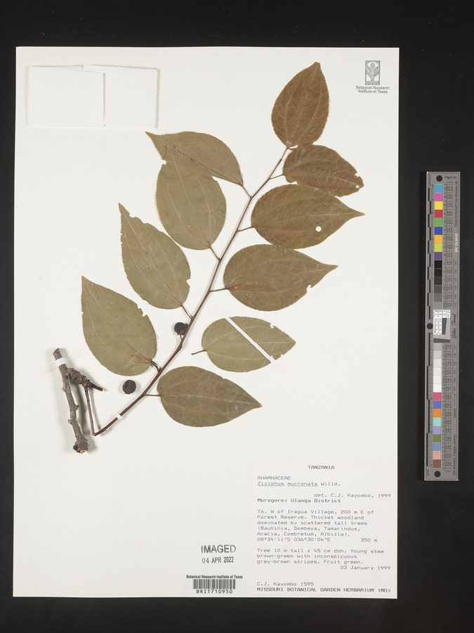 Ziziphus mucronata image