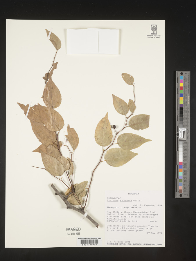 Ziziphus mucronata image