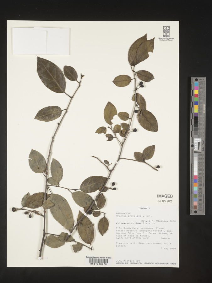 Rhamnus prinoides image
