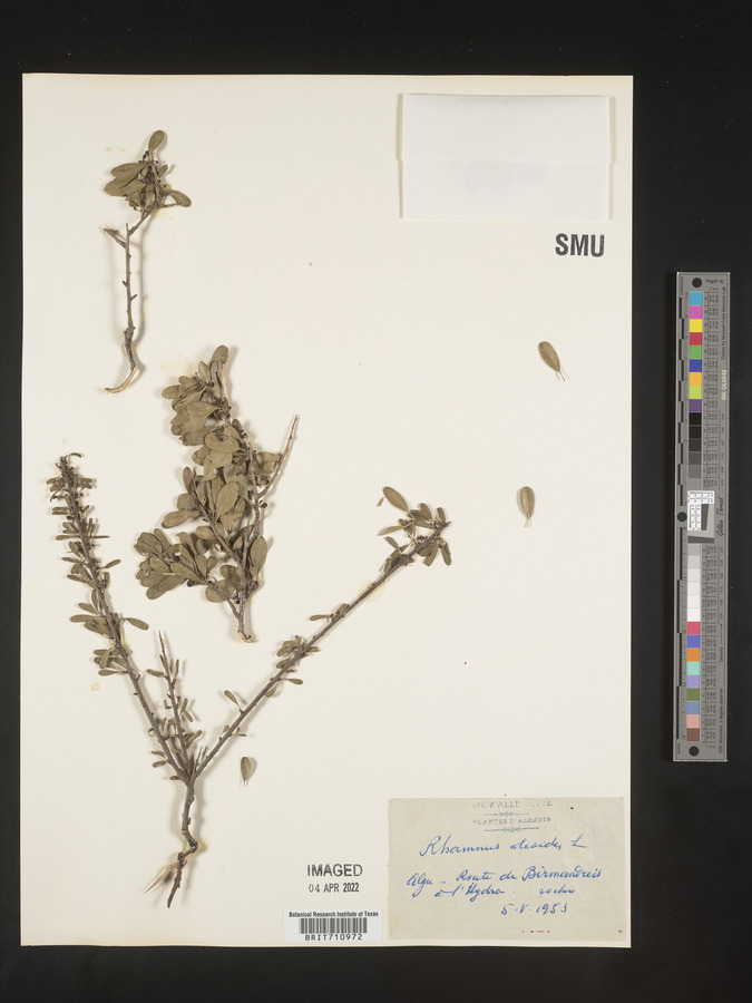 Rhamnus oleoides image