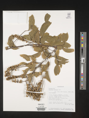 Gouania lineata image