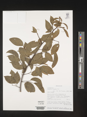Gouania lineata image