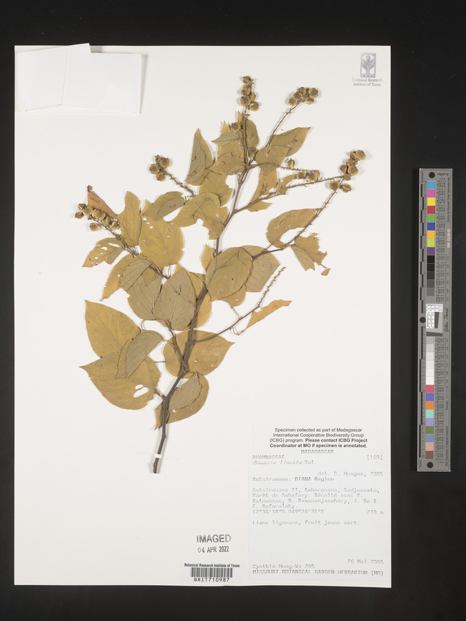 Gouania lineata image