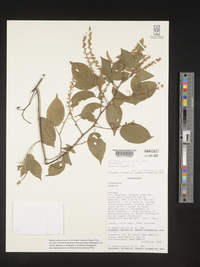 Gouania lineata image