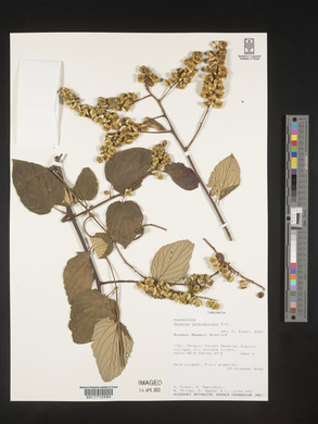 Gouania longispicata image