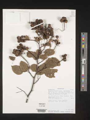 Media resource of Gouania scandens
