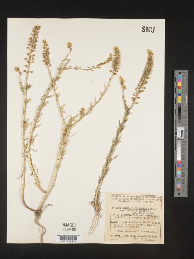 Reseda battandieri subsp. limicola image