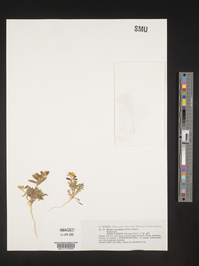Reseda crystallina image