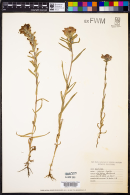 Castilleja indivisa image