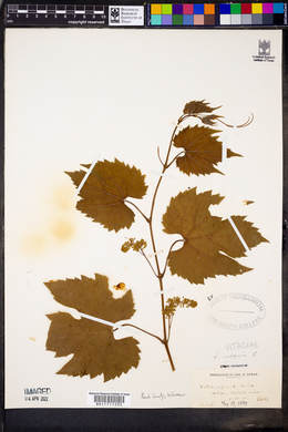 Vitis vulpina image