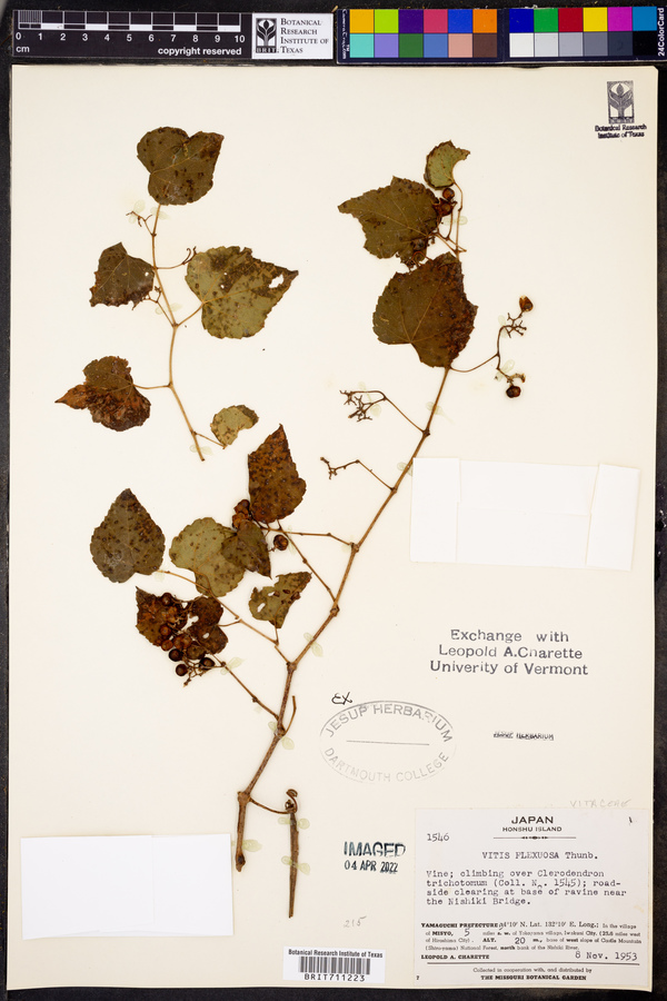Vitis flexuosa image