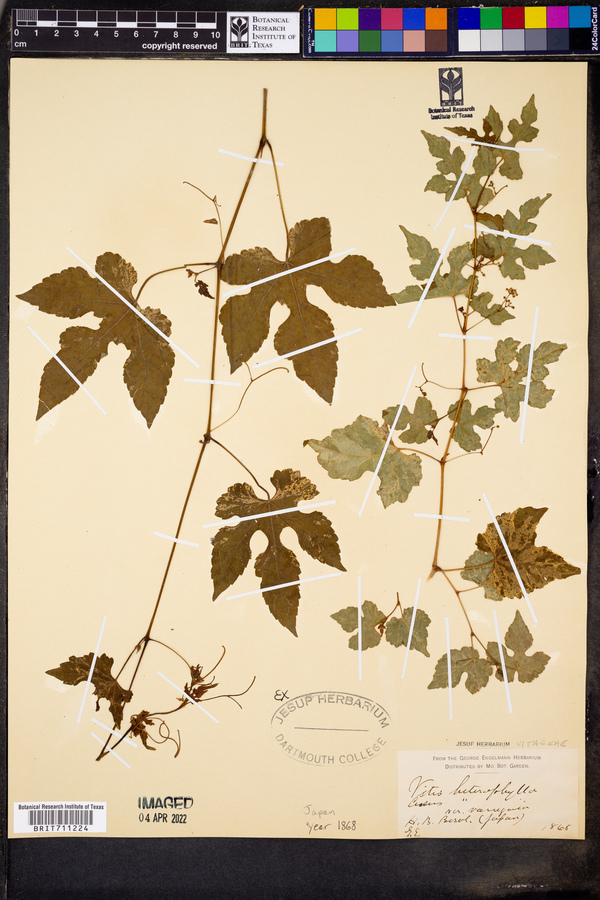 Vitis heterophylla image